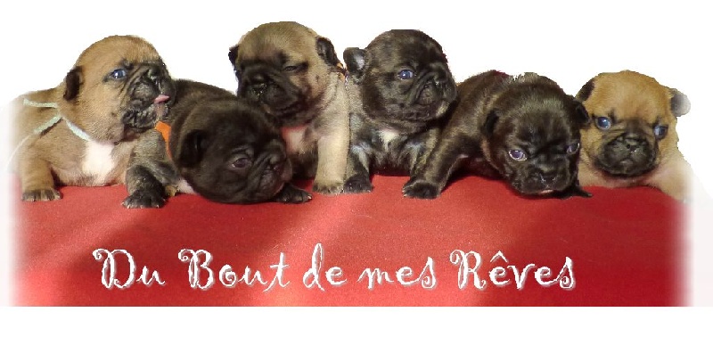 Du Bout De Mes Rêves - Bouledogue français - Portée née le 12/05/2015