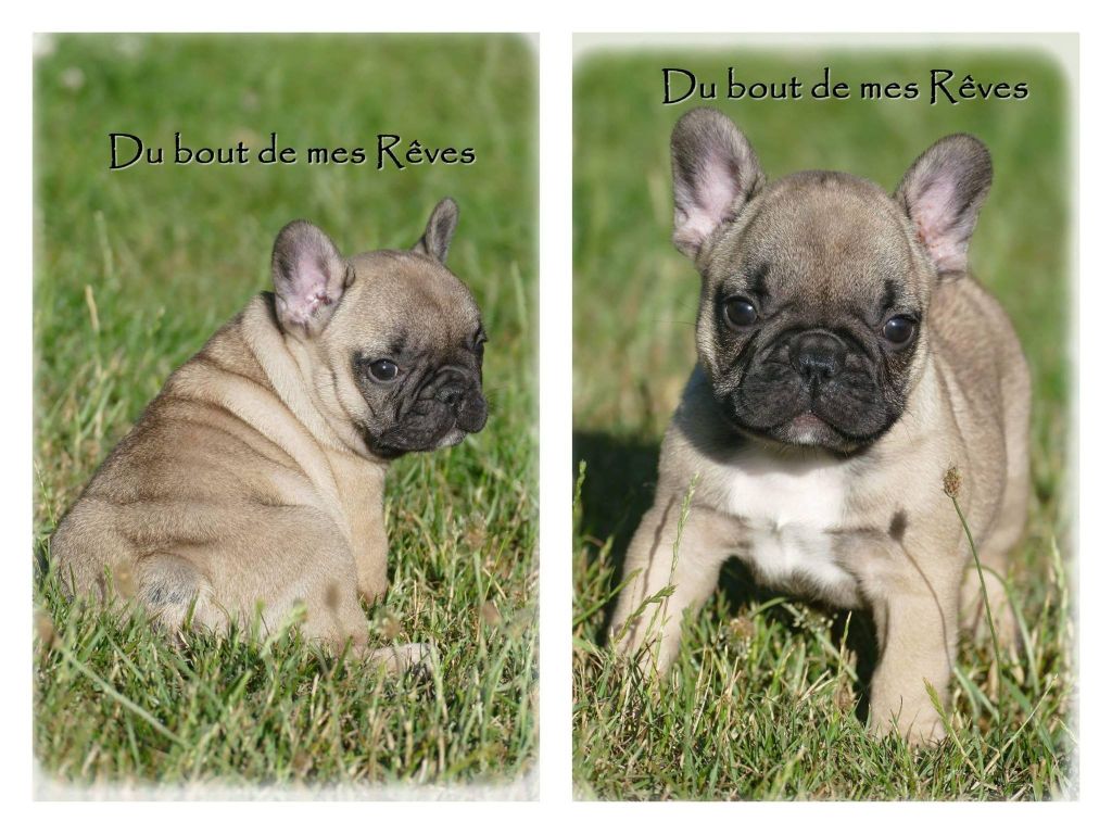 Du Bout De Mes Rêves - Chiots disponibles - Bouledogue français